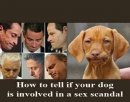 Funny-Animal-Memes---sex-scandal.jpeg