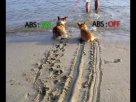 ABS.jpg