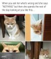 funny-meme-picture-1545601055.jpg