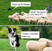 FF-Pun-Sheep-rounded-up.jpg