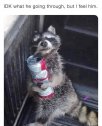 coon.jpg