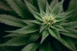 marijuana_cannabis_plant.jpg
