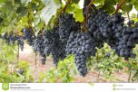 red-bunch-grapes-vineyard-37123185.jpg