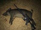 WLVpig.jpg
