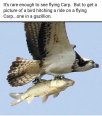 carp.jpg