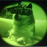 Doge